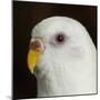 Portrait of a Budgie bird-Panoramic Images-Mounted Photographic Print