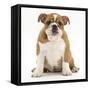 Portrait of a Bulldog Puppy, 11 Weeks-Mark Taylor-Framed Stretched Canvas