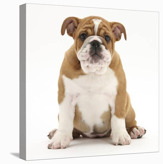 Portrait of a Bulldog Puppy, 11 Weeks-Mark Taylor-Stretched Canvas