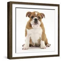 Portrait of a Bulldog Puppy, 11 Weeks-Mark Taylor-Framed Photographic Print