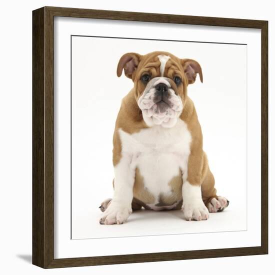 Portrait of a Bulldog Puppy, 11 Weeks-Mark Taylor-Framed Photographic Print