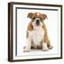 Portrait of a Bulldog Puppy, 11 Weeks-Mark Taylor-Framed Photographic Print