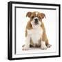 Portrait of a Bulldog Puppy, 11 Weeks-Mark Taylor-Framed Photographic Print