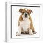 Portrait of a Bulldog Puppy, 11 Weeks-Mark Taylor-Framed Photographic Print