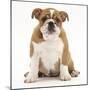 Portrait of a Bulldog Puppy, 11 Weeks-Mark Taylor-Mounted Photographic Print
