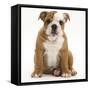 Portrait of a Bulldog Puppy Sitting, 11 Weeks-Mark Taylor-Framed Stretched Canvas