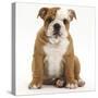 Portrait of a Bulldog Puppy Sitting, 11 Weeks-Mark Taylor-Stretched Canvas