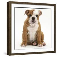 Portrait of a Bulldog Puppy Sitting, 11 Weeks-Mark Taylor-Framed Photographic Print