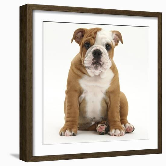 Portrait of a Bulldog Puppy Sitting, 11 Weeks-Mark Taylor-Framed Photographic Print