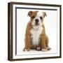 Portrait of a Bulldog Puppy Sitting, 11 Weeks-Mark Taylor-Framed Photographic Print