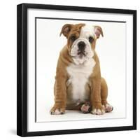 Portrait of a Bulldog Puppy Sitting, 11 Weeks-Mark Taylor-Framed Photographic Print