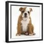 Portrait of a Bulldog Puppy Sitting, 11 Weeks-Mark Taylor-Framed Photographic Print