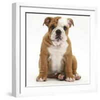 Portrait of a Bulldog Puppy Sitting, 11 Weeks-Mark Taylor-Framed Photographic Print