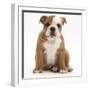 Portrait of a Bulldog Puppy Sitting, 11 Weeks-Mark Taylor-Framed Photographic Print