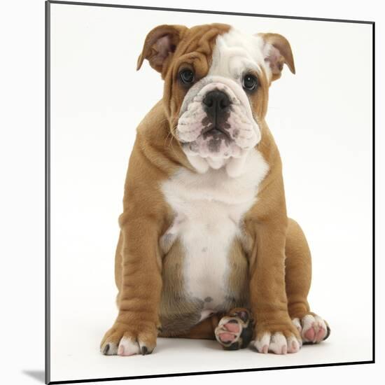 Portrait of a Bulldog Puppy Sitting, 11 Weeks-Mark Taylor-Mounted Photographic Print