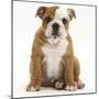 Portrait of a Bulldog Puppy Sitting, 11 Weeks-Mark Taylor-Mounted Photographic Print