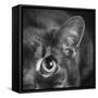 Portrait of a Cat-Panoramic Images-Framed Stretched Canvas