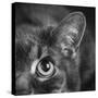 Portrait of a Cat-Panoramic Images-Stretched Canvas