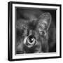 Portrait of a Cat-Panoramic Images-Framed Photographic Print