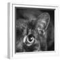 Portrait of a Cat-Panoramic Images-Framed Photographic Print