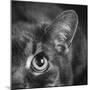 Portrait of a Cat-Panoramic Images-Mounted Photographic Print