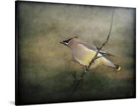 Portrait of a Cedar Waxwing-Jai Johnson-Stretched Canvas