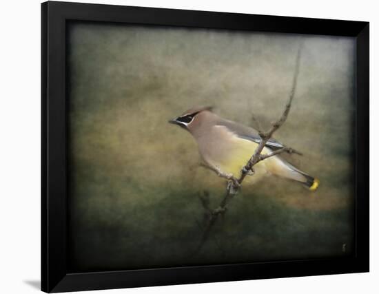 Portrait of a Cedar Waxwing-Jai Johnson-Framed Giclee Print