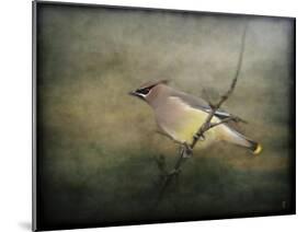 Portrait of a Cedar Waxwing-Jai Johnson-Mounted Giclee Print