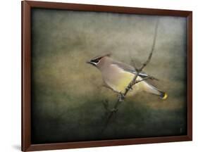 Portrait of a Cedar Waxwing-Jai Johnson-Framed Giclee Print