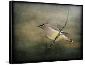 Portrait of a Cedar Waxwing-Jai Johnson-Framed Stretched Canvas