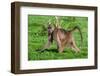 Portrait of a chacma baboonlooking at the camera as it walks by. Chobe National Park, Botswana.-Sergio Pitamitz-Framed Photographic Print