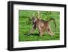 Portrait of a chacma baboonlooking at the camera as it walks by. Chobe National Park, Botswana.-Sergio Pitamitz-Framed Photographic Print