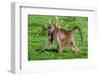 Portrait of a chacma baboonlooking at the camera as it walks by. Chobe National Park, Botswana.-Sergio Pitamitz-Framed Photographic Print