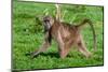 Portrait of a chacma baboonlooking at the camera as it walks by. Chobe National Park, Botswana.-Sergio Pitamitz-Mounted Photographic Print