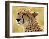 Portrait of a Cheetah Full Bleed-Martin Fowkes-Framed Giclee Print