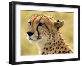 Portrait of a Cheetah Full Bleed-Martin Fowkes-Framed Giclee Print