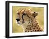 Portrait of a Cheetah Full Bleed-Martin Fowkes-Framed Giclee Print