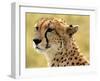 Portrait of a Cheetah Full Bleed-Martin Fowkes-Framed Giclee Print