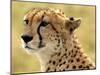 Portrait of a Cheetah Full Bleed-Martin Fowkes-Mounted Giclee Print