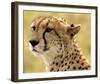 Portrait of a Cheetah Full Bleed-Martin Fowkes-Framed Giclee Print