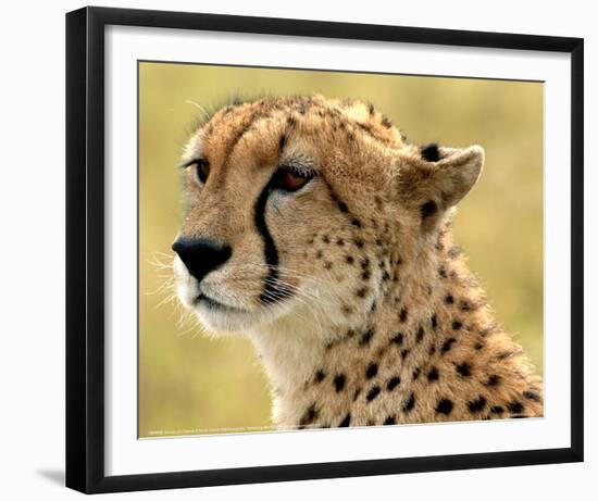 Portrait of a Cheetah Full Bleed-Martin Fowkes-Framed Giclee Print