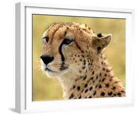 Portrait of a Cheetah Full Bleed-Martin Fowkes-Framed Giclee Print