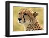 Portrait of a Cheetah-Martin Fowkes-Framed Giclee Print