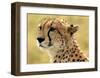 Portrait of a Cheetah-Martin Fowkes-Framed Giclee Print