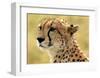 Portrait of a Cheetah-Martin Fowkes-Framed Giclee Print