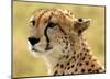 Portrait of a Cheetah-Martin Fowkes-Mounted Giclee Print