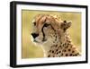 Portrait of a Cheetah-Martin Fowkes-Framed Giclee Print