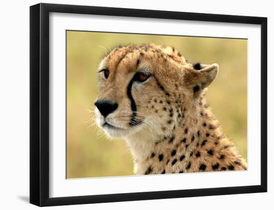 Portrait of a Cheetah-Martin Fowkes-Framed Giclee Print