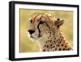 Portrait of a Cheetah-Martin Fowkes-Framed Giclee Print