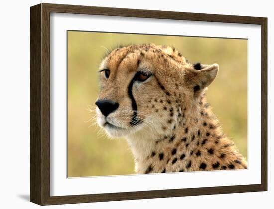 Portrait of a Cheetah-Martin Fowkes-Framed Giclee Print